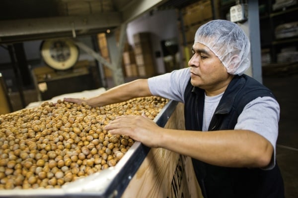 Hazelnut bin production