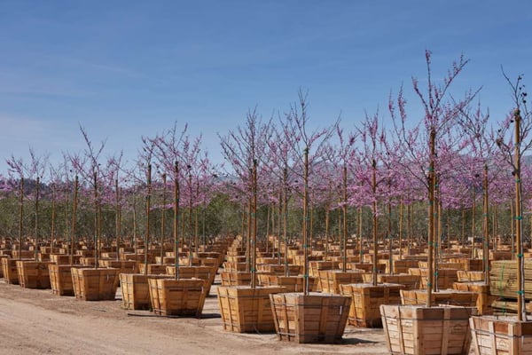 Horticulture tree boxes