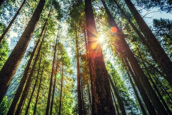 Forest shows eco-friendly image for a sustainable future