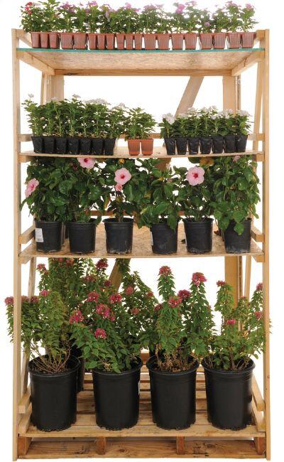 Plant racks holding flowers