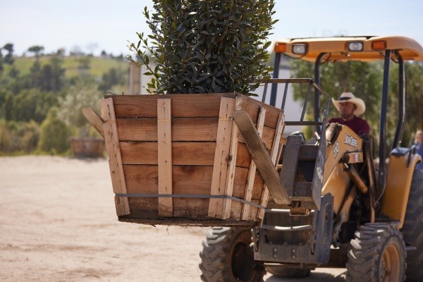 Horticulture tree boxes